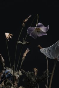 Withering and Vitality
