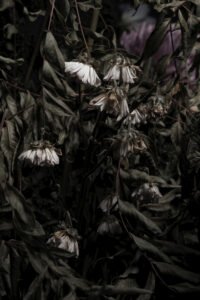 Withering and Vitality