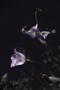 Withering and Vitality