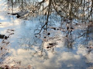 Jody Ellis Widelitz Photography