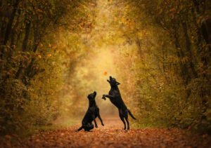 Animal Theater